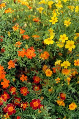 Happy sunny flowers Happy sunny flowers