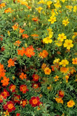 Happy sunny flowers