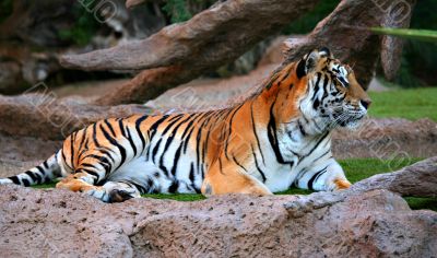 A Tiger