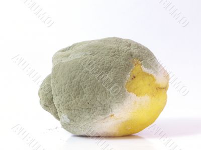 Rotten Lemon Rotten Lemon