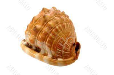 shell