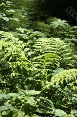 ferns