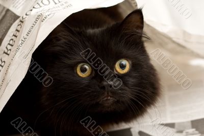 cute black cat under a newspaper cute black cat under a newspaper
