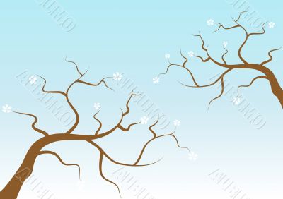 Blossombranch