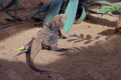 grand cayman ground iguana