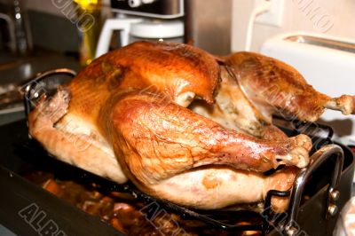 Turkey Turkey