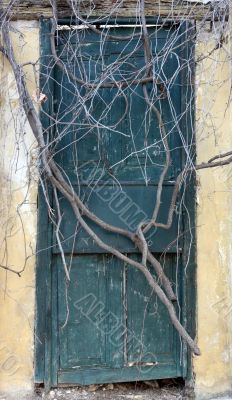 Antique door sealed by roots