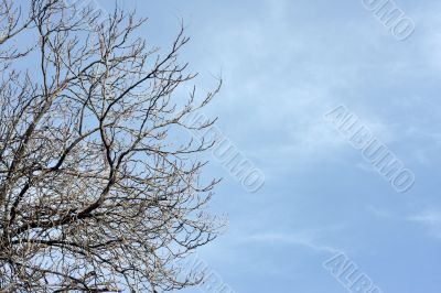 Bare tree and sky