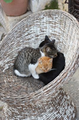 Three cats resting in cold