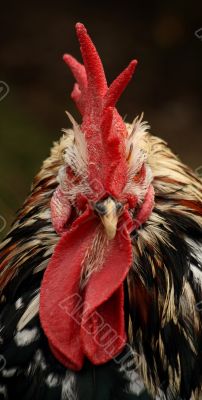 Cock face