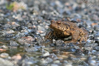 Brown toad