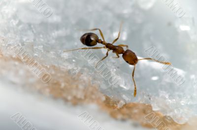 Ant with sugar