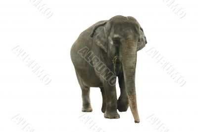 An elephant An elephant