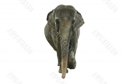 An elephant An elephant
