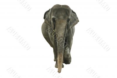 An elephant