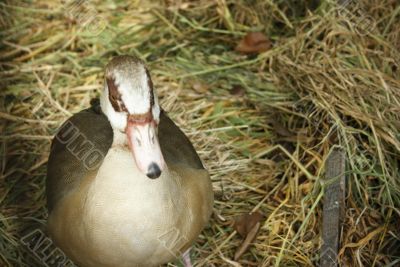 A laying duck