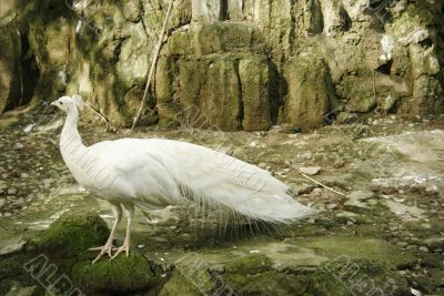 A bird A bird