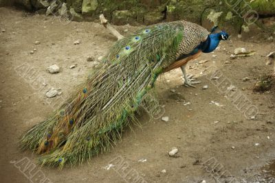 A peacock A peacock