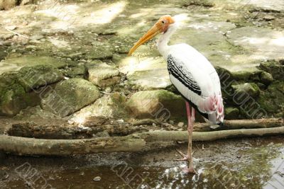 A flamingo A flamingo