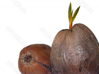 A coconut A coconut