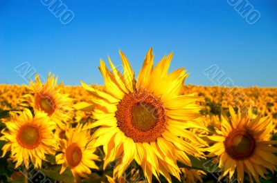 Sunflowers field