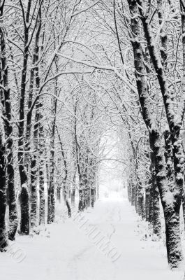 Path in park