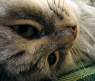 Cat`s face Cat`s face