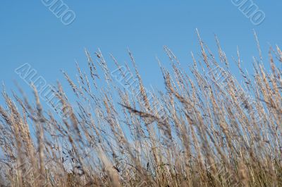 grass grass