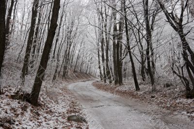 Forest Forest