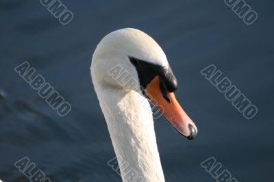 Head of a Proud Swan