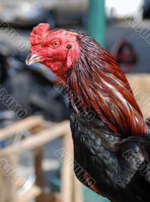 The cock