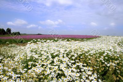 The camomile and epilobium blossoms in a floor