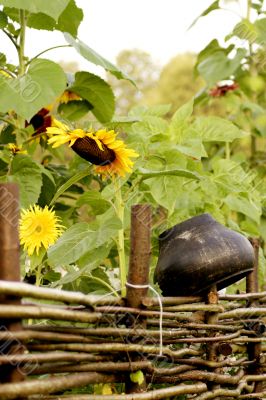 wicker fence, sunflowers and pot