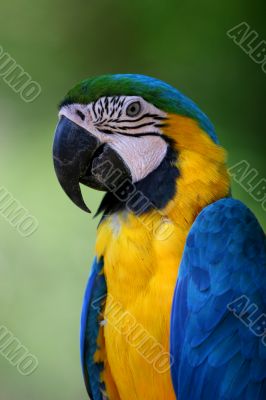 Blue Macaw Parrot Portait