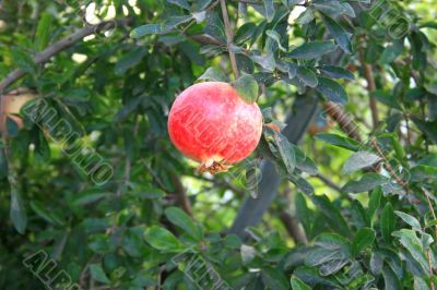 Pomegranate