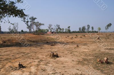 Deforestation in India