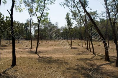 Deforestation in India