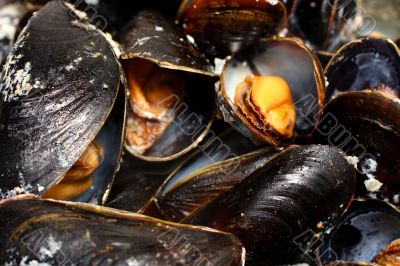 steamed mussels