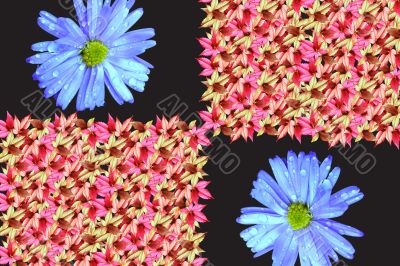 Many-colored flowers and leaves