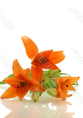 tree lilies on white tree lilies on white