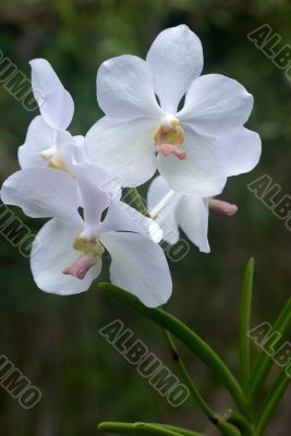 delicate white orchids