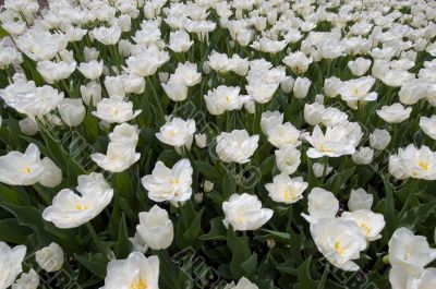 white tulip madness