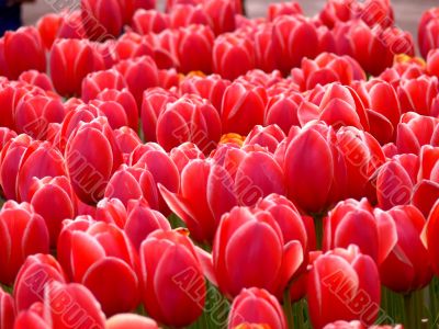 Red Tulips in a park