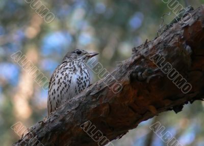 Thrush on a tree