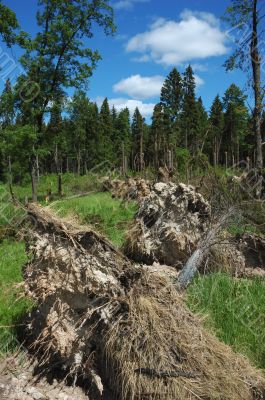 Broken tree after storm with open background