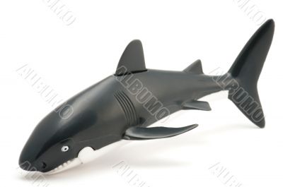 shark