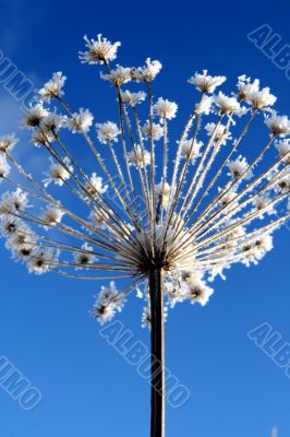 grass with snowflake