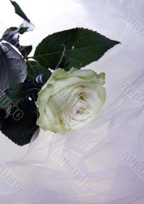 White rose