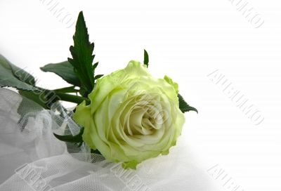 Greenish rose