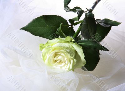 Greenish rose